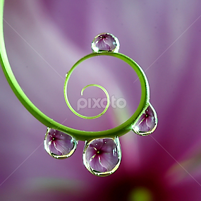 by Wahyudi Barasila - Nature Up Close Natural Waterdrops