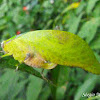 Narrowed angle-wing katydid
