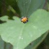 Araña panadera/Spiny orbweaver spider