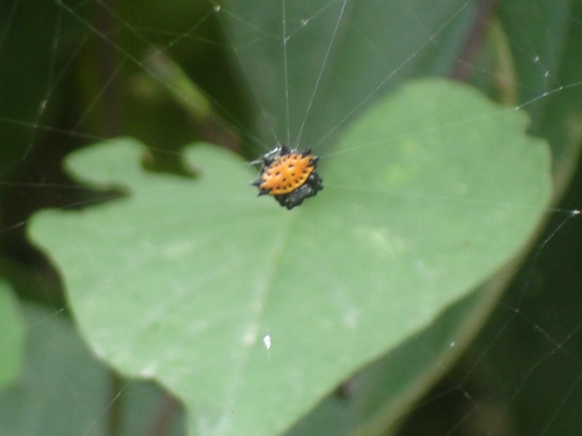 Araña panadera/Spiny orbweaver spider