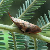 Common Spittlebug