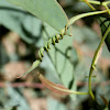 helicoid leaf - eucalyptus