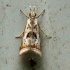 Elegant grass-veneer moth