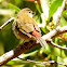 Red-browed Finch (immature)