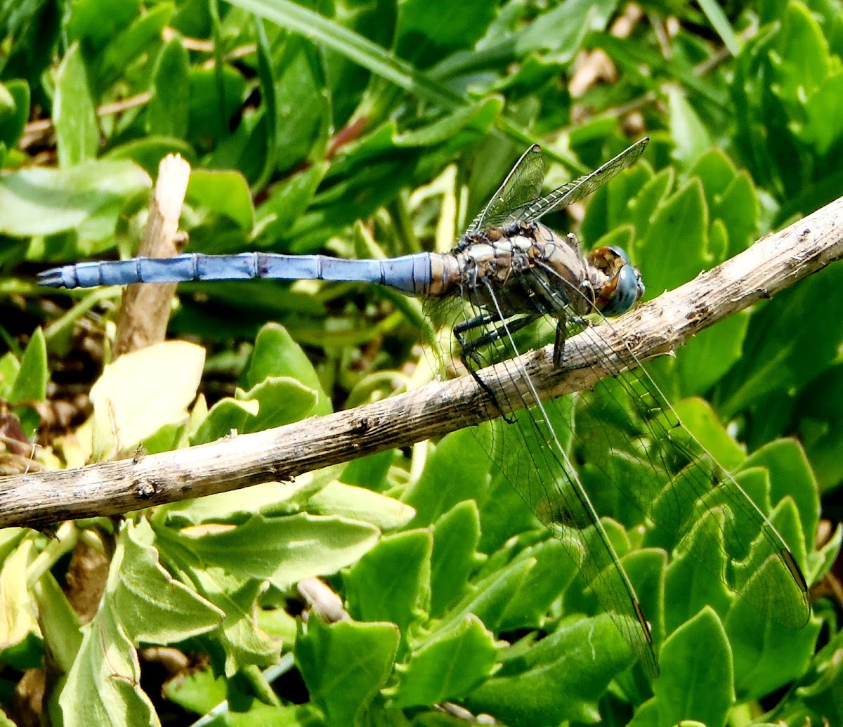 Libélula azul, Blue dragonfly