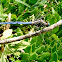 Libélula azul, Blue dragonfly