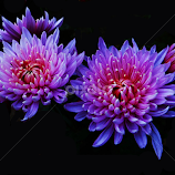 Lovely chrysanthemum by Asif Bora -  