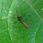 colourful broad-headed bug