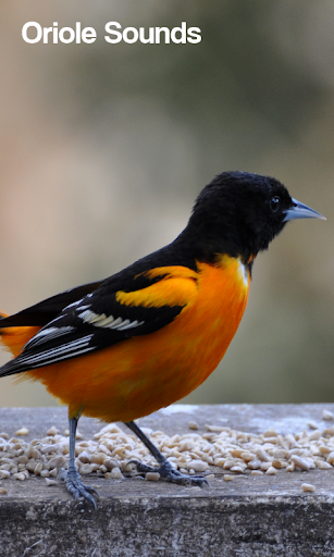 Oriole Bird Sounds