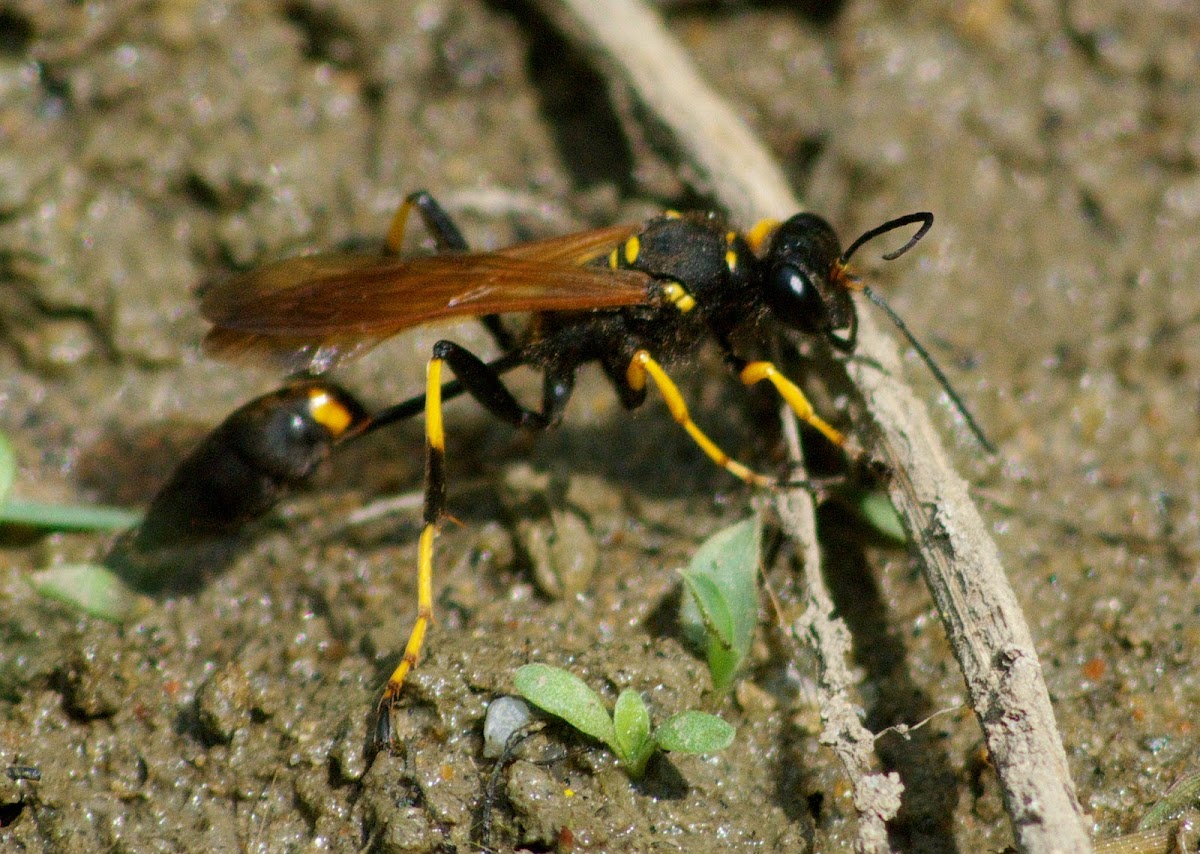 Black and yellow mud dauber