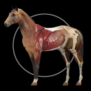 Horse Anatomy: Equine 3D