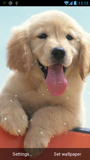 Puppy Live Wallpaper