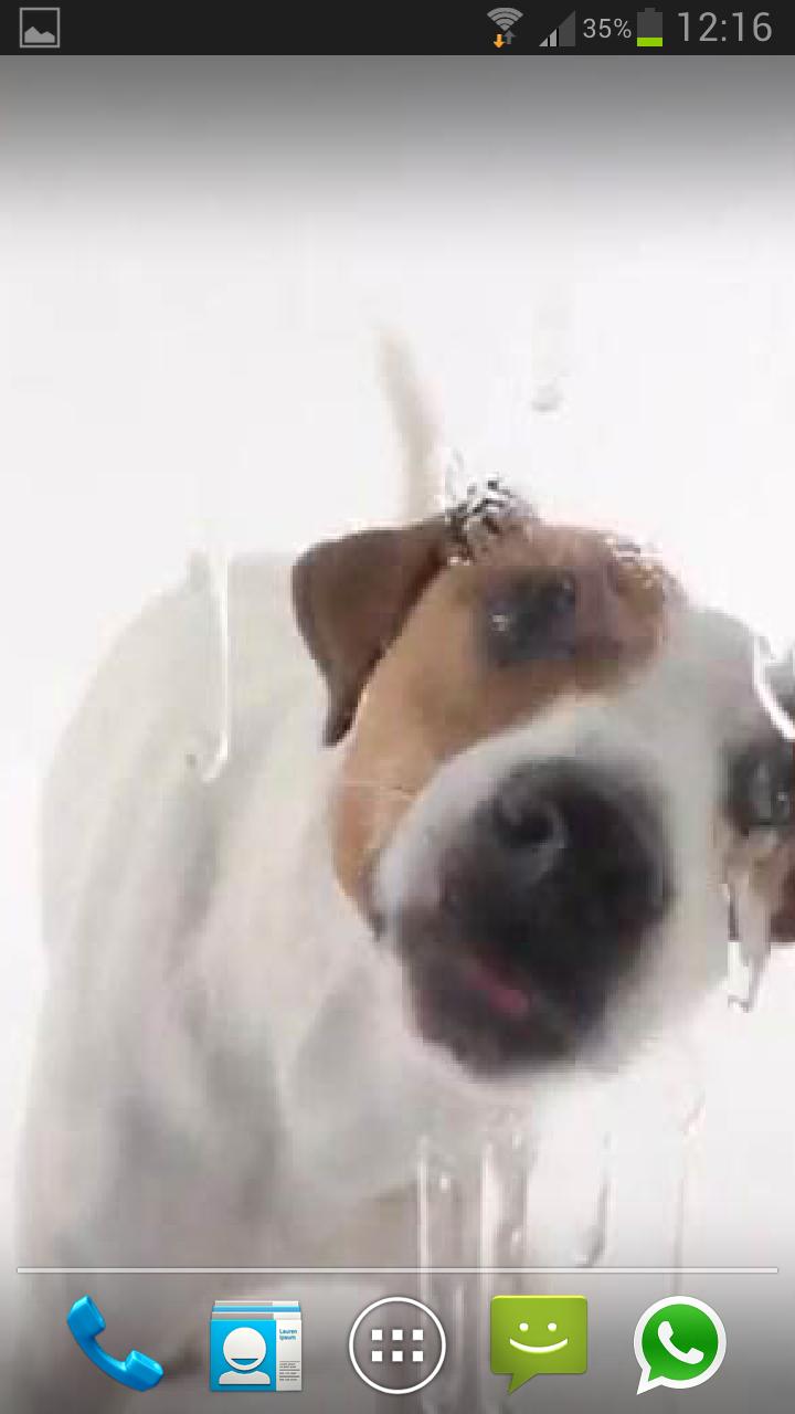 DOG LICKS SCREEN LWP PRO Screen 3