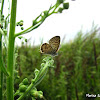 Common Zebra Blue