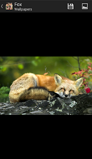 How to get Foxes - HD Wallpapers lastet apk for pc