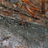southern wood ant or horse ant