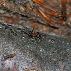 southern wood ant or horse ant