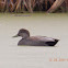 Gadwall