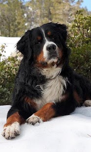Bernese Mountain Dogs Wallpap Screenshots 4