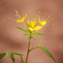 Yellow Bee Flower