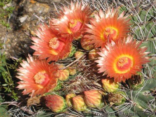 Fishook or Candy Barrel Cactus Flowers