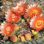 Fishook or Candy Barrel Cactus Flowers