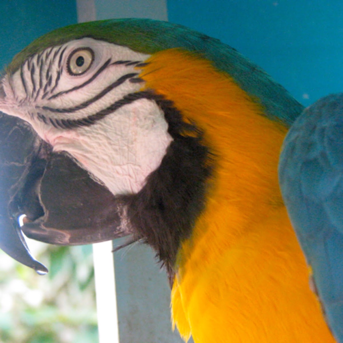 Blue and gold macaw