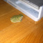 Gray tree frog