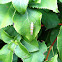 Ailanthus webworm