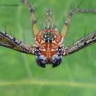 Lynx spider(Male)