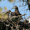 Bald Eagle (Eaglet)