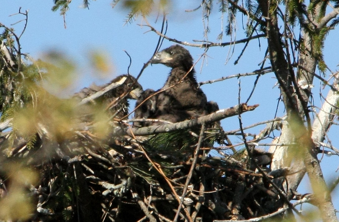 Bald Eagle (Eaglet)