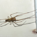 Long-jawed orbweaver