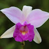 Bamboo orchid