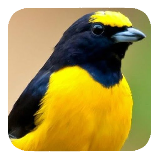 Sound Bird 音樂 App LOGO-APP開箱王