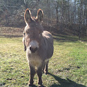 Donkey