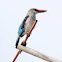 Woodland Kingfisher