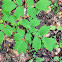 Maple-leaved viburnum