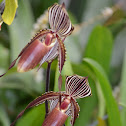 Orquídea  Paphiopedilum