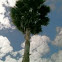 Washingtonion Palmtree