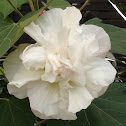 Land lotus/Cotton rose