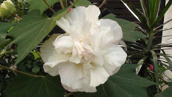 Land Lotus Cotton Rose Project Noah