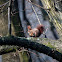 Eurasian Red Squirrel - Veverka obecná