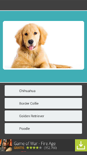 【免費益智App】Qual é o cachorro?-APP點子
