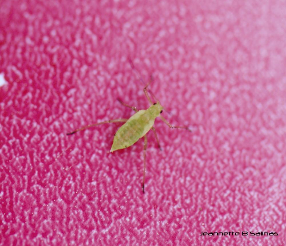 Silver birch aphid nymph