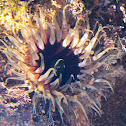 Oulactis Anemone (with eggs or polyps?)