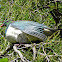New Zealand pigeon (kererū)