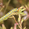 Clouded crimson (larva)