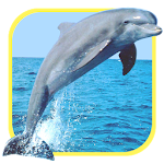 Oceans Elf: Dolphins Apk
