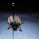 Carrion beetle